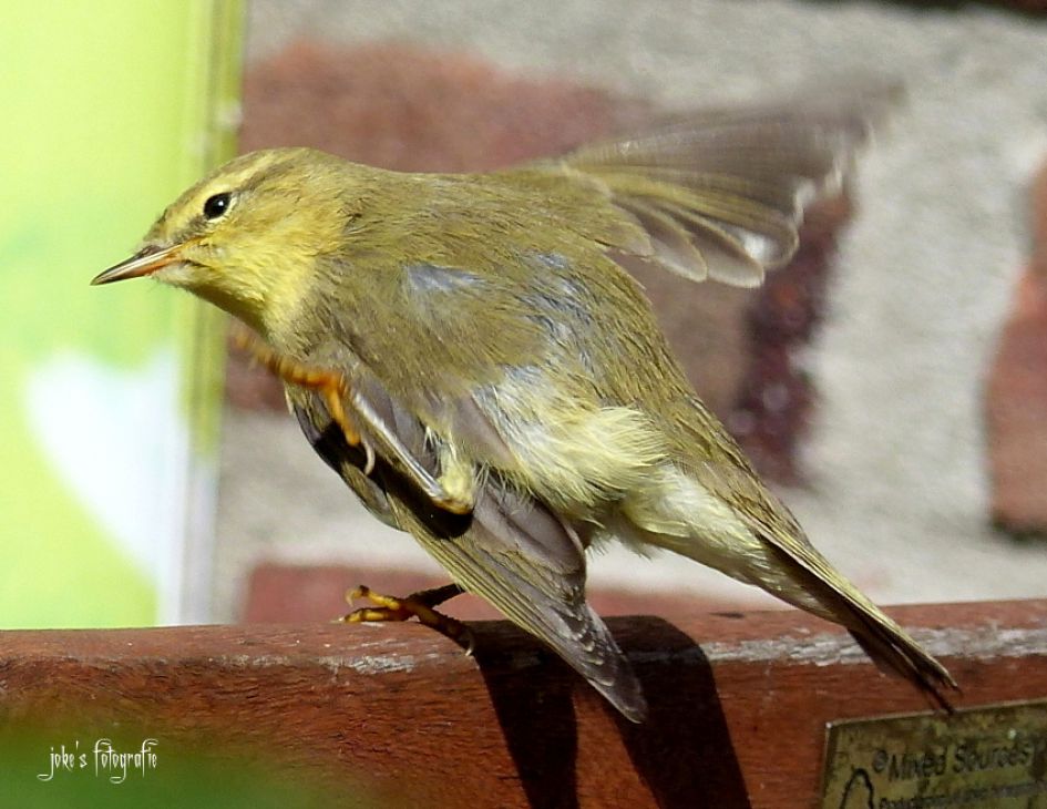 wat is dit voor vogeltje